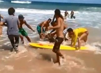 Boi de 600 kg morre afogado em mar de Salvador depois de fugir de exposição agropecuária