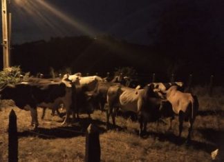 DCCP e Depin recuperam 59 animais furtados no interior da Bahia