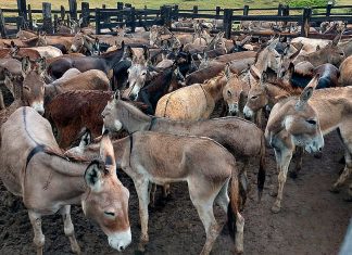Jumentos podem ser extintos em quatro anos, diz juíza que proibiu abates
