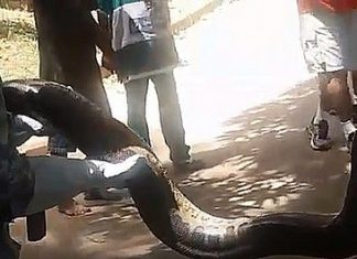 Sucuri com mais de 3 metros é resgatada pela Guarda Civil em Stella Maris