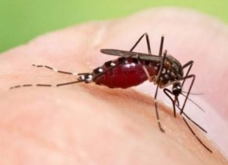 Bahia registra 55 municípios em alerta para a dengue; veja lista