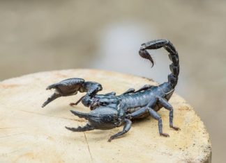 Animais peçonhentos: o que fazer e como evitar