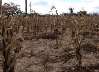 Governo federal vai pagar R$ 118,2 mi para agricultores prejudicados pela estiagem