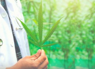 Anvisa libera venda de produtos à base de cannabis