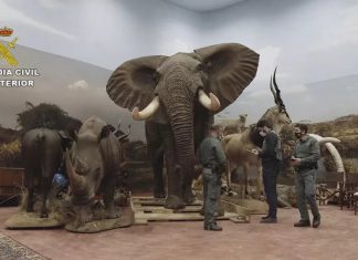Guarda espanhola apreende coleção particular de animais empalhados avaliada em R$ 148 milhões