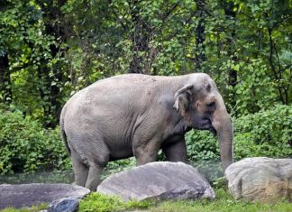 Justiça de Nova York decide que elefanta de zoológico da cidade não é um ser humano