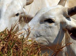 Ministério da Agricultura investiga suspeita de vaca louca