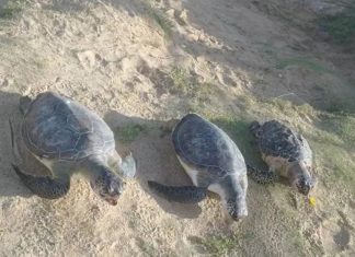 Banhistas encontram três tartarugas marinhas mortas em praia de Salvador