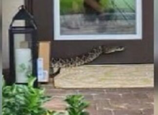 Entregadora é mordida por cobra venenosa em casa de cliente