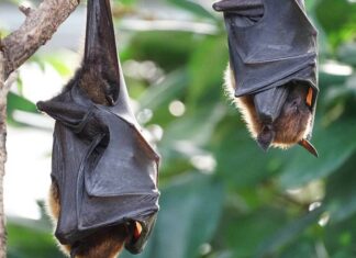 Feira de Santana registra dois novos casos de raiva em morcegos