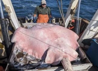 Pesquisadores encontram raia venenosa incomum e adotam atitude rápida; saiba mais