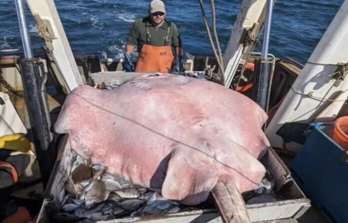 raia-venenosa_widelg