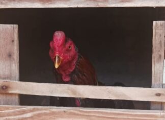 PM desmonta rinha, prende suspeito e resgata cerca de 100 galos