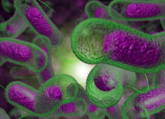 Superbactérias matam 1 milhão de pessoas por ano no mundo, alerta OMS