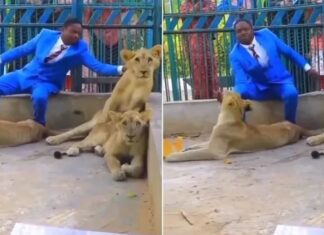 “Pastor” se arrisca ao entrar em jaula de leões por causa de “proteção divina”, mas é desmascarado