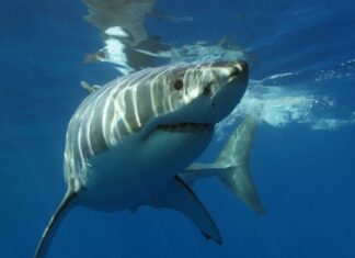 Mulher fica em estado grave após ataque de tubarão em destino paradisíaco