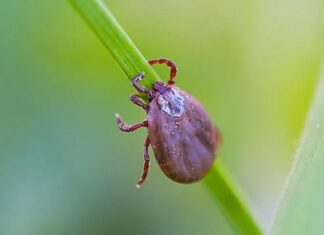 Padre arranca o próprio pênis após ser picado por carrapato; entenda