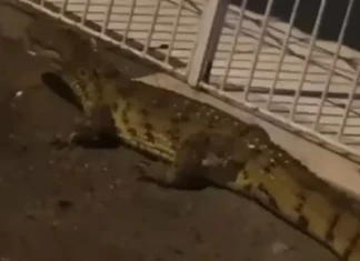 Após fortes chuvas, Jacaré aparece em bairro de Feira de Santana