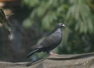 Pombo é ‘libertado’ após meses detido por suspeita de espionagem