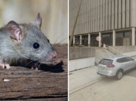 Ratos ficam ‘chapados’ após comerem drogas apreendidas em sede policial