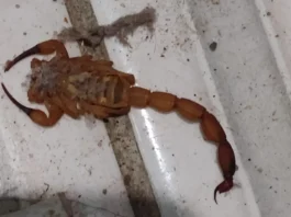 Moradores e animais estão sendo picados por escorpiões no bairro Serraria Brasil