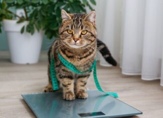 7 riscos da obesidade para cães e gatos