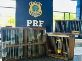 PRF resgata aves silvestres em ônibus interestadual na BR-116