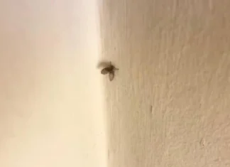 Parecem inofensivas, mas mosquinhas de banheiro são riscos à saúde e acendem sinal de alerta