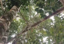 Baixo Sul baiano mantém protagonismo nacional na produção de cravo-da-índia