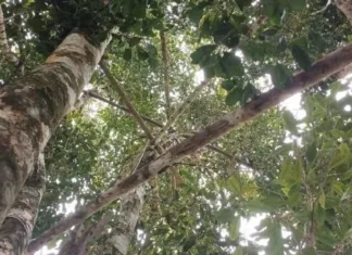 Baixo Sul baiano mantém protagonismo nacional na produção de cravo-da-índia