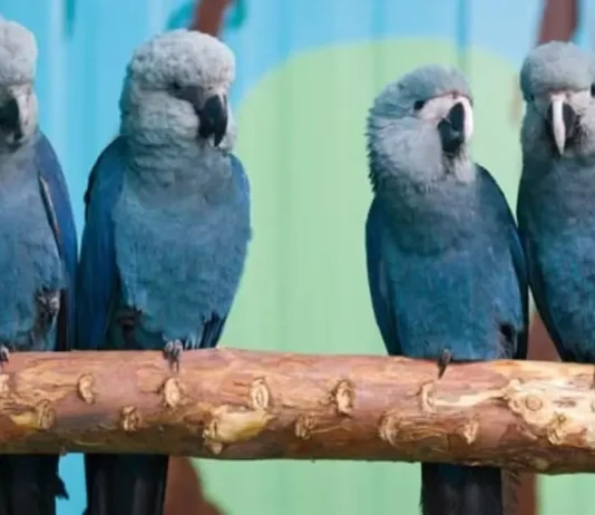 Ararinhas-azuis em vida livre na Bahia estão com vírus letal