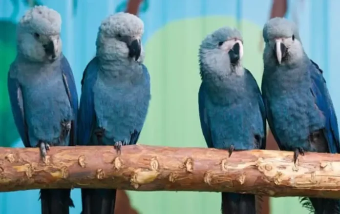 Ararinhas-azuis-em-vida-livre-na-Bahia-estao-com-v0137016500202511270908-ScaleDownProportional