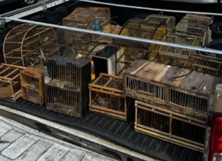 Polícia apreende mais de 50 aves comercializadas ilegalmente em Simões Filho
