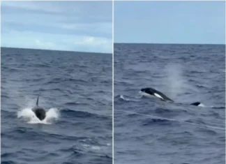 Presença de orcas no litoral de Ilhéus encanta pescadores e viraliza nas redes sociais