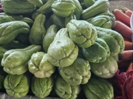 Preço do chuchu sofre reajuste no Centro de Abastecimento de Feira de Santana