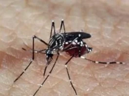 Caso de dengue tipo 3 acende alerta em Feira de Santana