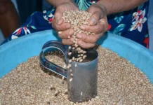 Secretaria de Agricultura distribuirá 216 toneladas de sementes para fortalecer safra de pequenos produtores