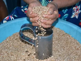 Secretaria de Agricultura distribuirá 216 toneladas de sementes para fortalecer safra de pequenos produtores