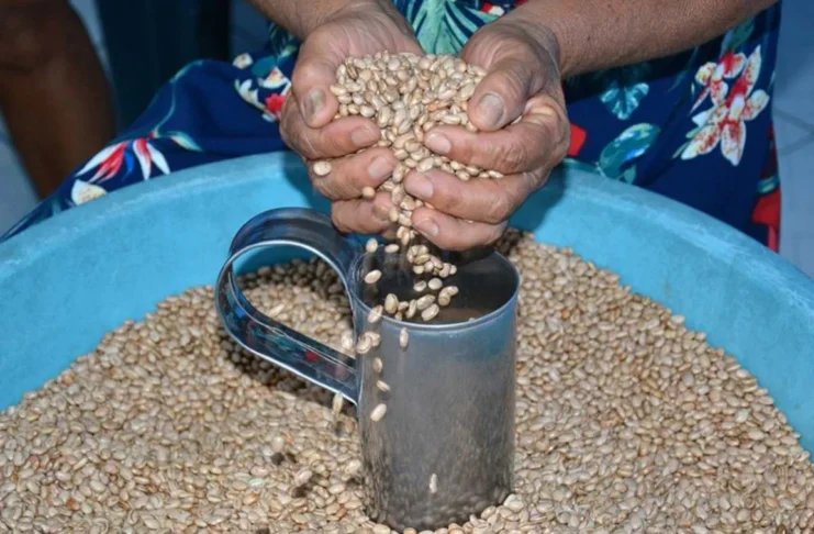 Secretaria de Agricultura distribuirá 216 toneladas de sementes para fortalecer safra de pequenos produtores