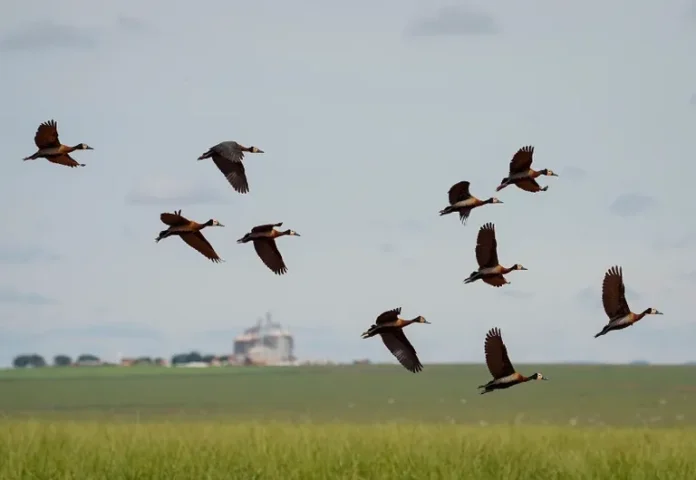 animais-em-perigo0138414800202603282244-ScaleDownProportional