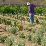 IR 2026 muda regras do campo; veja impacto para produtores rurais