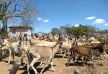 Justiça Federal proíbe o abate de jumentos na Bahia