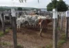 Prefeitura autoriza concessão do Matadouro Público de Feira de Santana