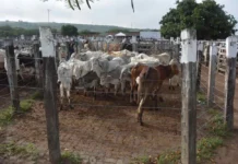 Prefeitura autoriza concessão do Matadouro Público de Feira de Santana