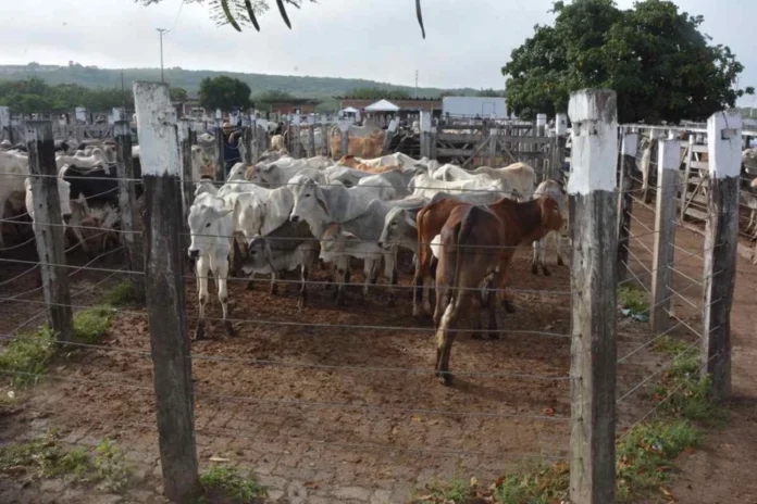 Campo-do-Gado-Novo-Foto-ACM-1000x667-1