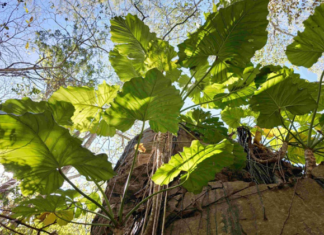 Nova espécie de planta é descoberta no oeste da Bahia