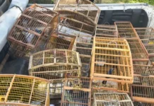 Mais de 140 aves silvestres são resgatadas de cativeiro ilegal em operação na Bahia