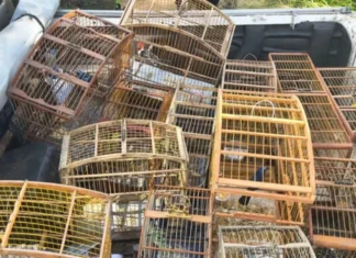 Mais de 140 aves silvestres são resgatadas de cativeiro ilegal em operação na Bahia