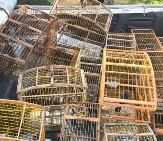 Mais de 140 aves silvestres são resgatadas de cativeiro ilegal em operação na Bahia