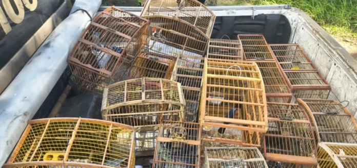 185367mais-de-140-aves-silvestres-sao-resgatadas-de-cativeiro-ilegal-em-operacao-na-bahia-3-1000x470-1
